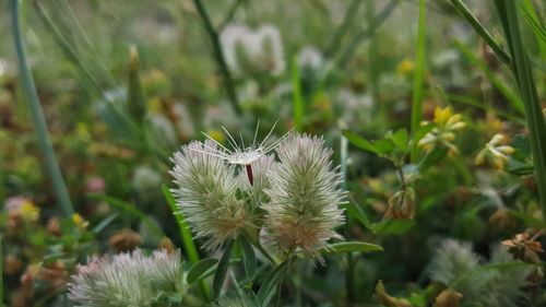 Close-up of thistle flowers