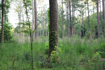 Pine trees in forest