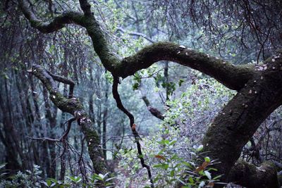 Trees growing in forest