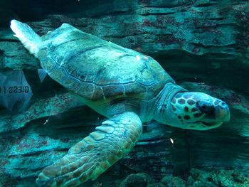 Turtle swimming in sea