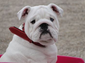 Close-up portrait of a dog