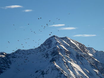 Birds flying against sky