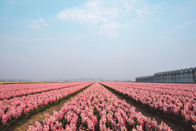 Purple flowering plants on field against sky
