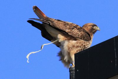 Low angle view of owl perching against clear blue sky