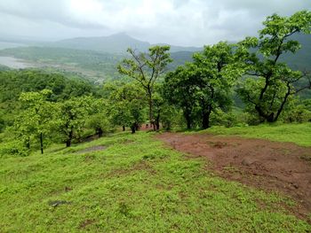 Scenic view of trees on field against sky