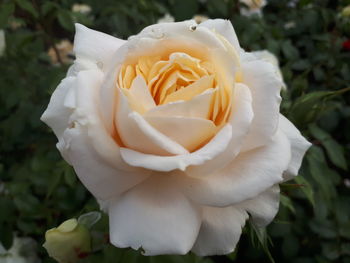 Close-up of white rose