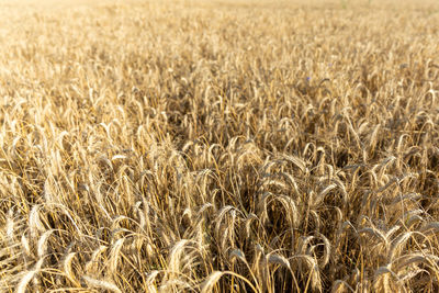 Full frame shot of wheat field