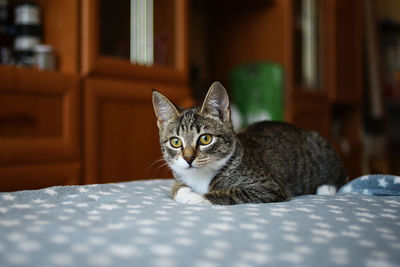 Portrait of a cat sitting at home