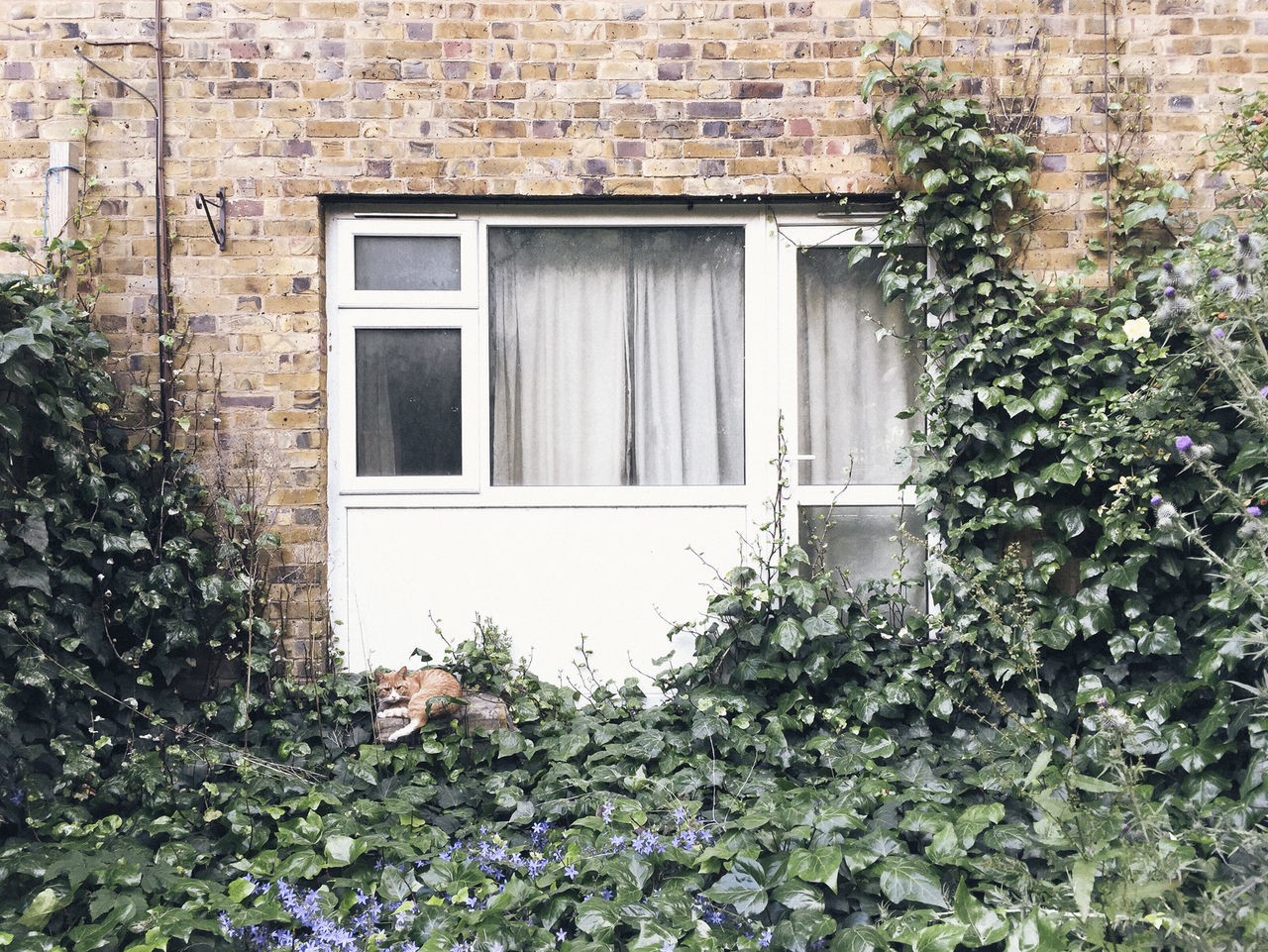 building exterior, built structure, architecture, window, house, plant, growth, residential structure, flower, door, residential building, nature, day, ivy, outdoors, no people, closed, brick wall, front or back yard, tree