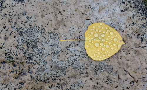 High angle view of yellow leaf on beach