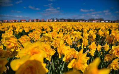 Scenic view of yellow flowers growing on field against sky