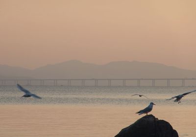 Seagull on beach against sky during sunset