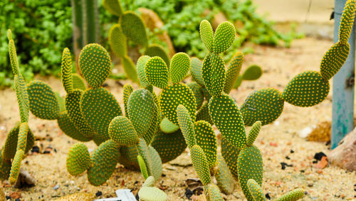 Close-up of succulent plant growing on field