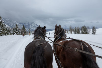 View of horse on snow covered field against sky