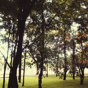 Trees on landscape against sky