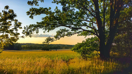 Scenic view of field against sky