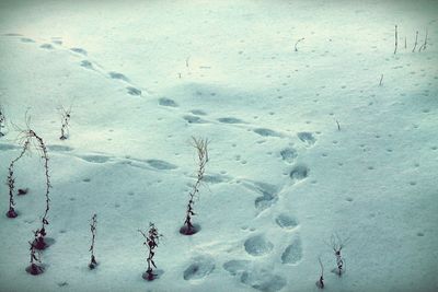 Close-up of snow