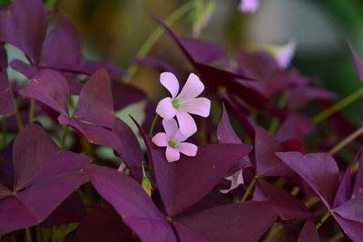 Close-up of purple flowering plant