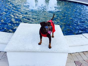 High angle view of dog standing against fountain