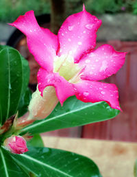 Close-up of water drops on pink flower
