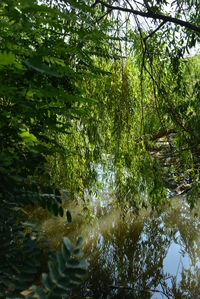 Trees growing by lake in forest