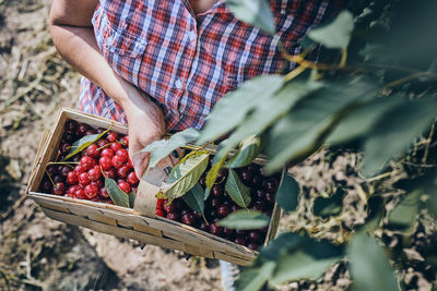 Woman picking cherries in orchard. gardener working in garden. farmer holding basket with ripe fruit