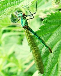 Close-up of damselfly on plant