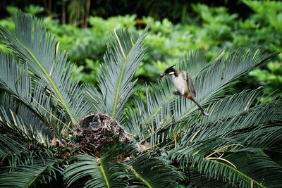 View of birds on plant