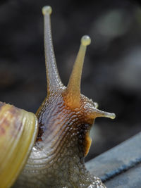 Close-up of snail