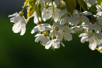 Close-up of flowers growing on tree