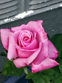 High angle view of rose bouquet