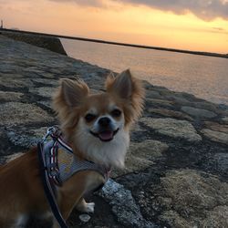 Close-up of dog by sea against sky during sunset