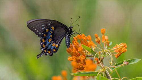 Close-up of black swallow-tailed butterfly pollinating on flower