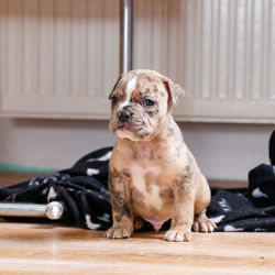 Portrait of puppy sitting on floor at home