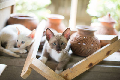 Portrait of cat with kitten