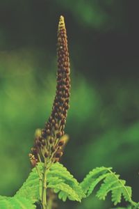 Close-up of butterfly on plant