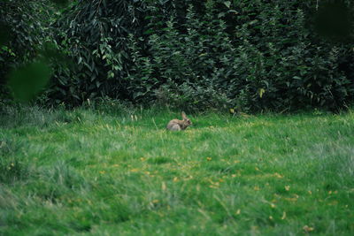 Squirrel on field