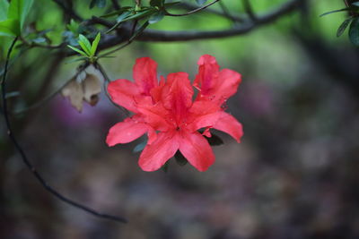 Close-up of red flowering plant