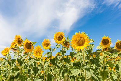 Low angle view of sunflower field against sky