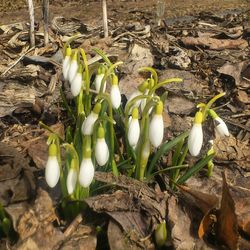 White flowers growing in park