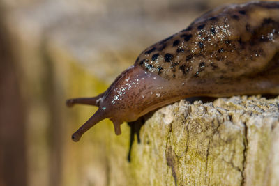 Close-up of slug on wood