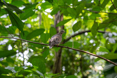 Bird perching on a branch