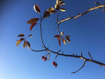 Low angle view of flower tree against clear blue sky