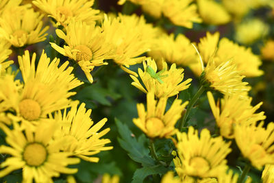 Close-up of yellow flowers blooming outdoors