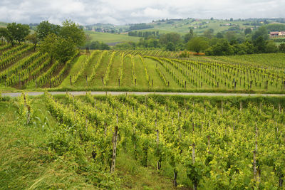 Scenic view of vineyard against sky