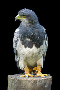 bird