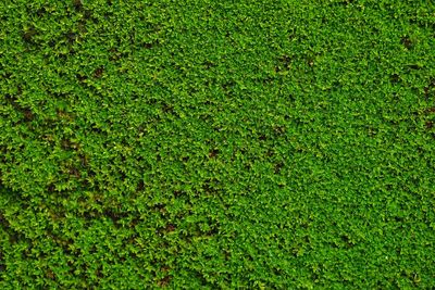 Full frame shot of grassy field