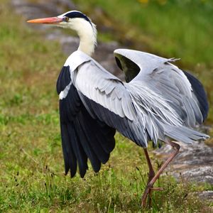 High angle view of gray heron perching on field