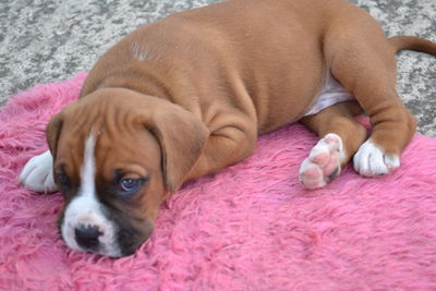 Close-up of dog lying down