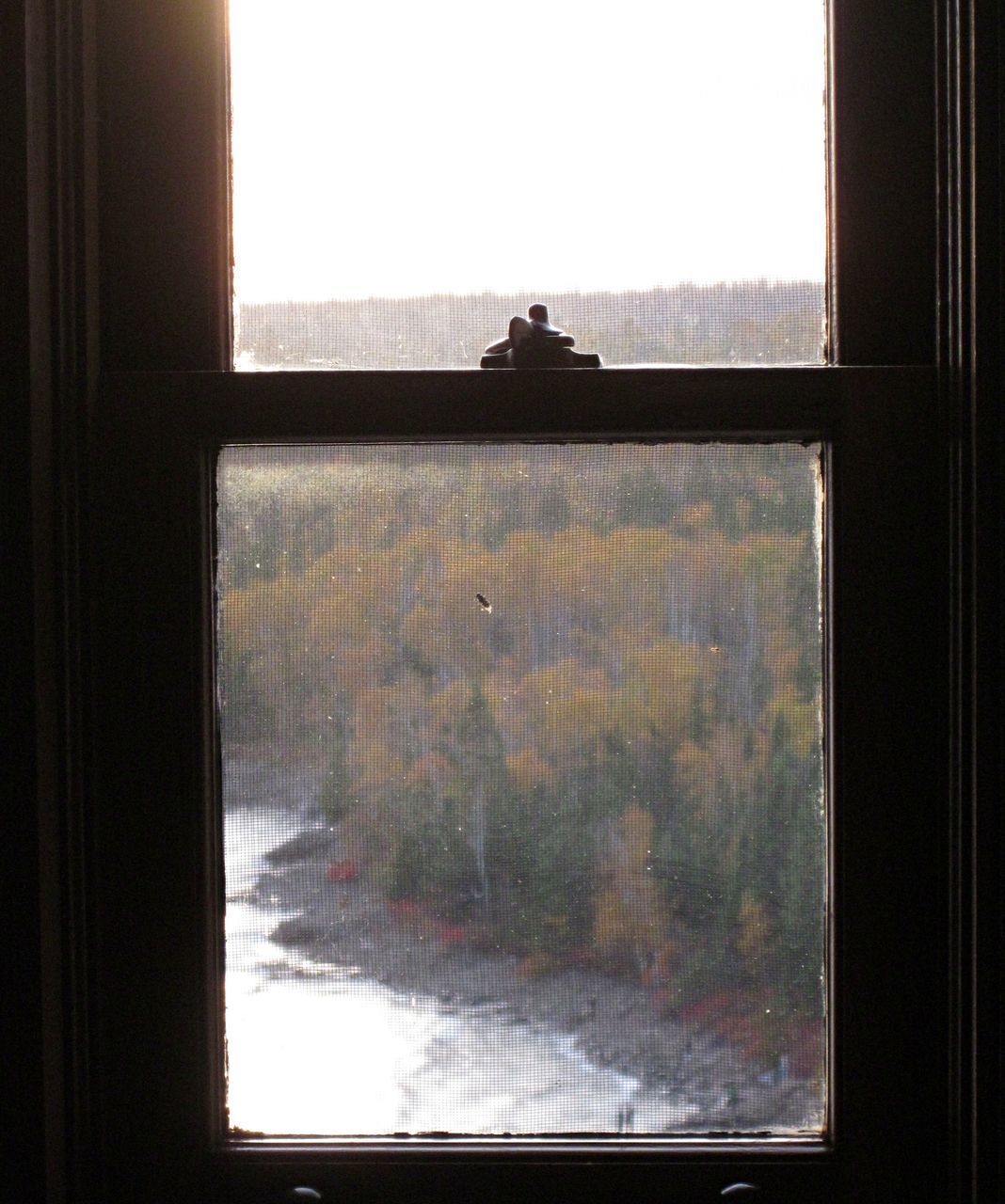 SILHOUETTE CAT LOOKING THROUGH WINDOW ON GLASS